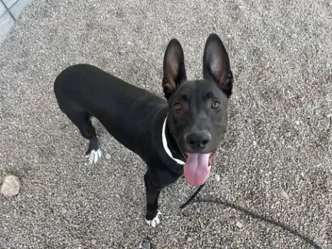 Pharaoh