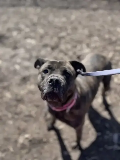 Kida