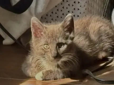Delphine'S Lance Kitten
