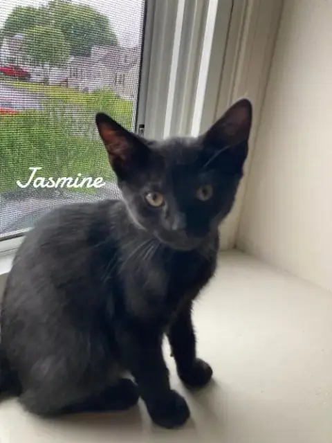 Jasmine photo 2
