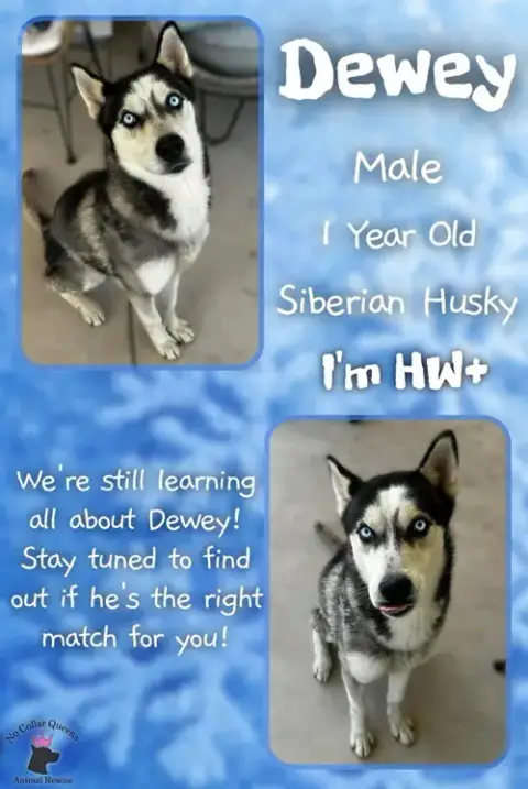 Dewey