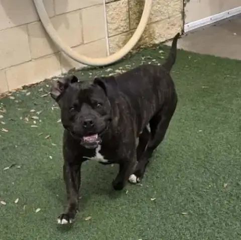 Meatloaf- $75 Adoption Fee! Diamond Dog! photo 2