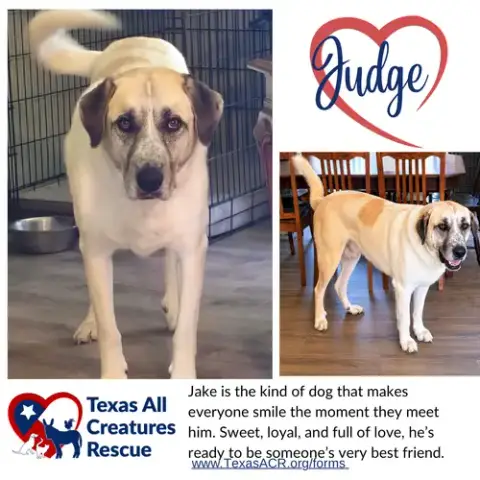 Judge