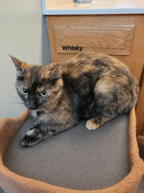 Whisky Nips photo 2