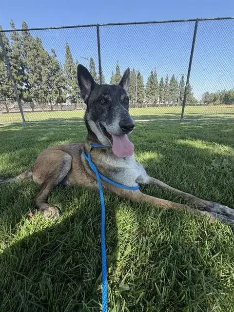 Floki