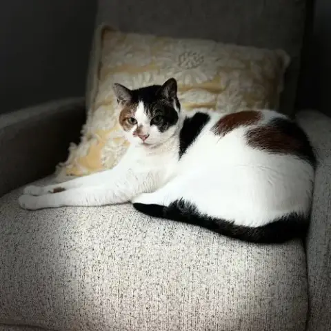 Patches photo 3