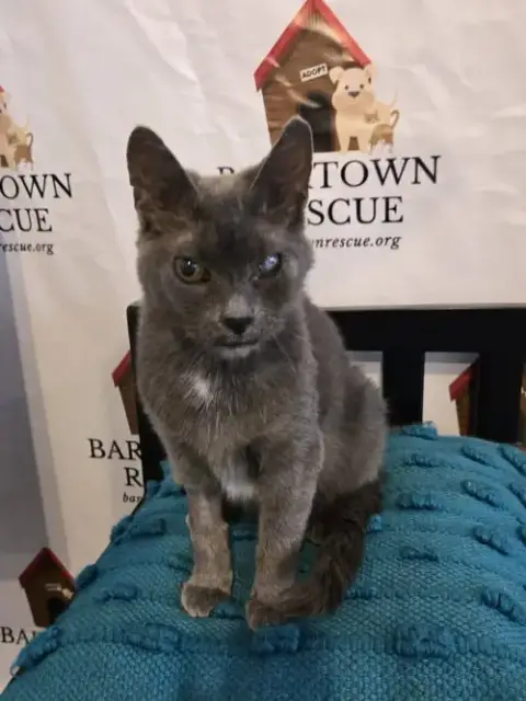 Graycie