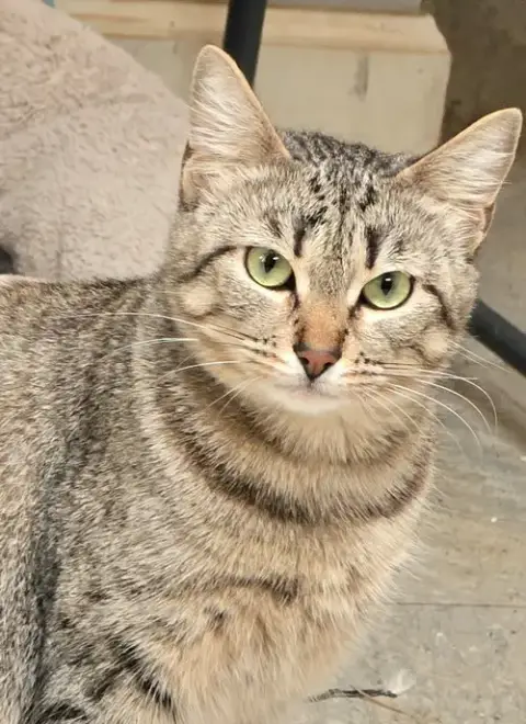 Lily