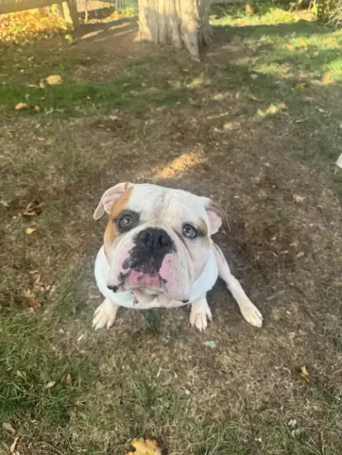 Ferdinand photo 3