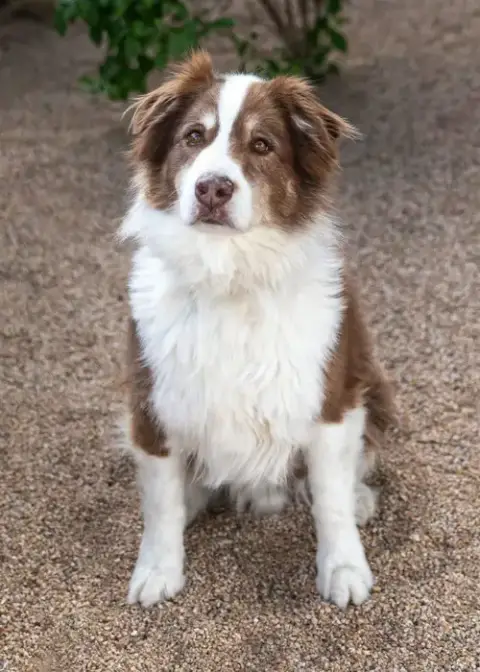 Banditt **Pending Adoption** photo 5