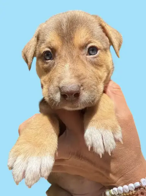 Momma Iris' Litter: Gnocchi