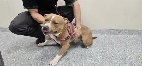 Panzer