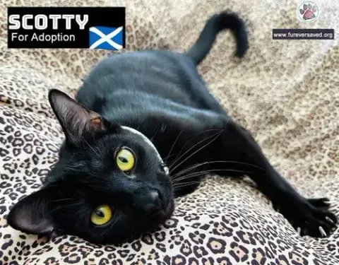 Scotty photo 2
