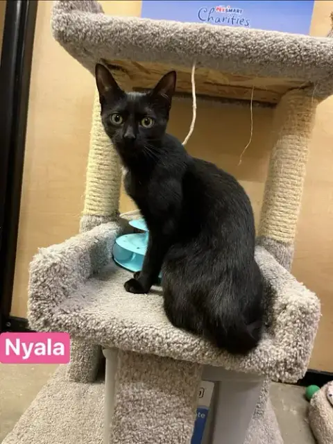 Nyala photo 2
