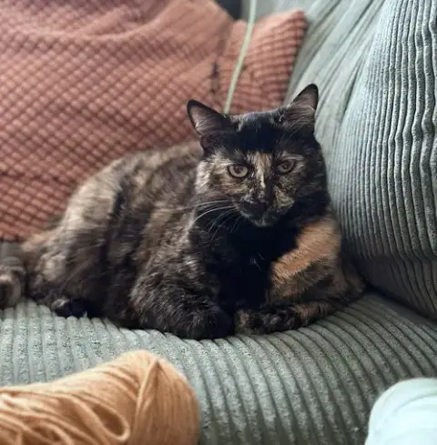 Tootsie #1921