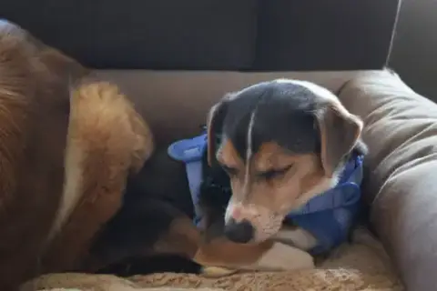Cruiser-Tiny Cutie! Adopted 5/8/26 photo 5