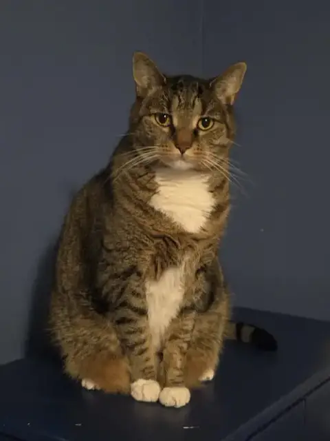 Phoebe photo 2