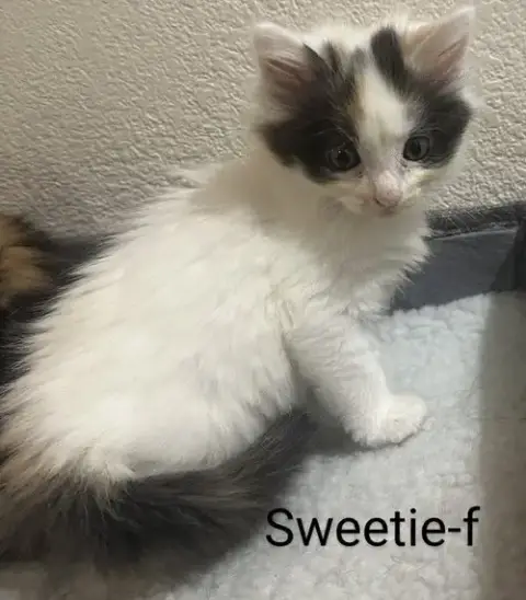 Sweetie