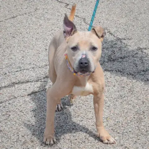 Daisy photo 3