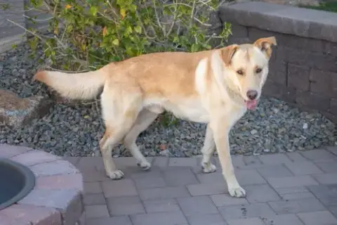 Ziggy **Adoption Pending** photo 5