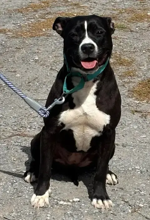 Penny: Not At Shelter photo 5