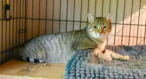 Rocky