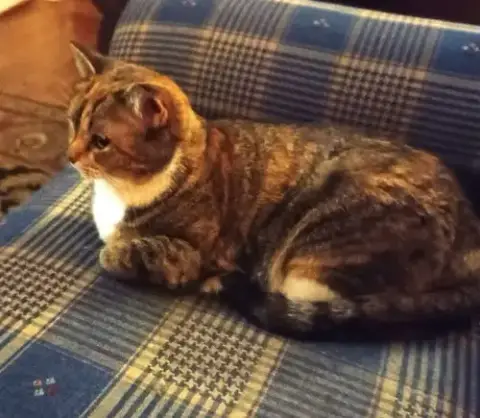 Kitty Phabulous Philomena photo 3