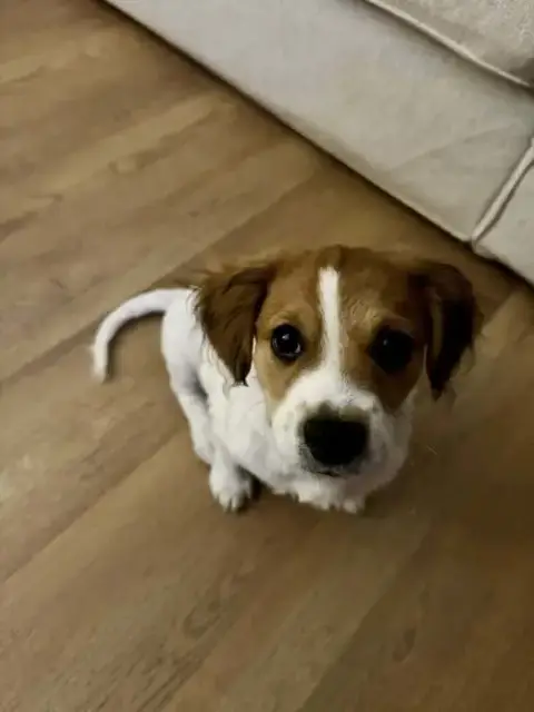 Biscuit photo 4