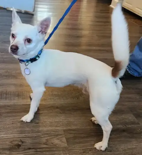 Ace *Adopt* photo 3