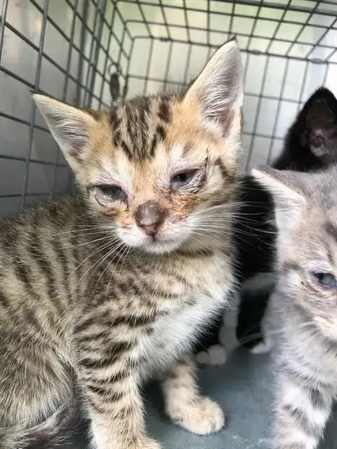 Tyga