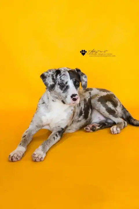 Vincent-In Foster photo 3
