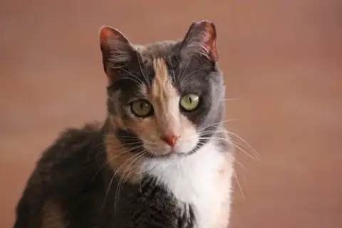 Ginger