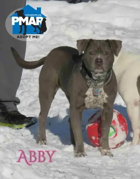 Abby photo 2