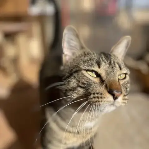 Eros