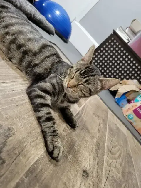 Sugar photo 4