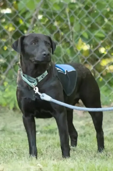 Pepper: Not At Shelter