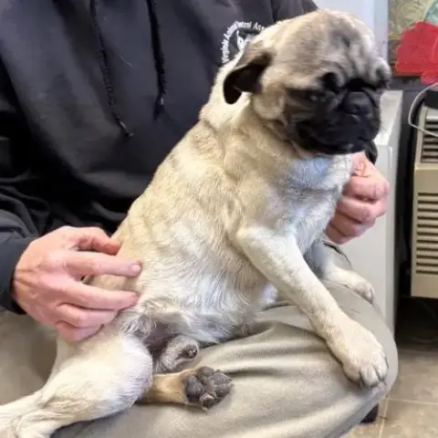 Pugsley: Not At Shelter photo 4