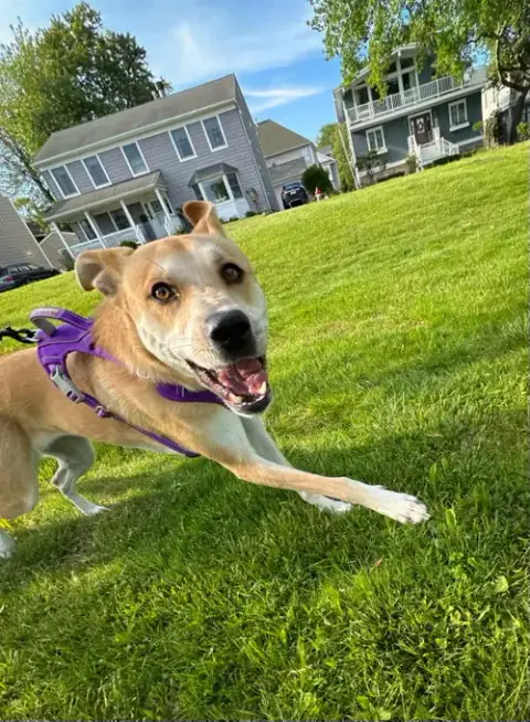 Buttercup photo 5