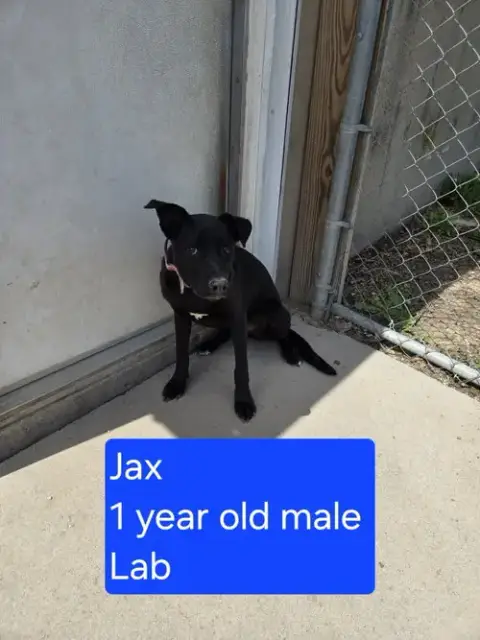 Jax photo 2