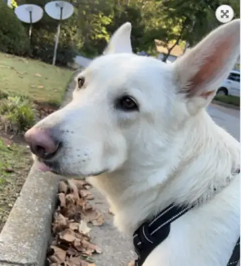 Bolt