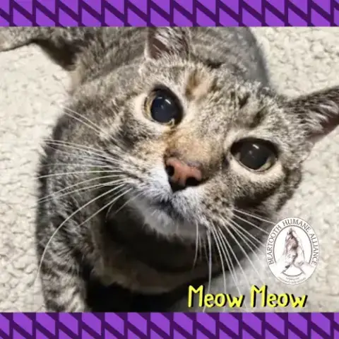 Meow Meow