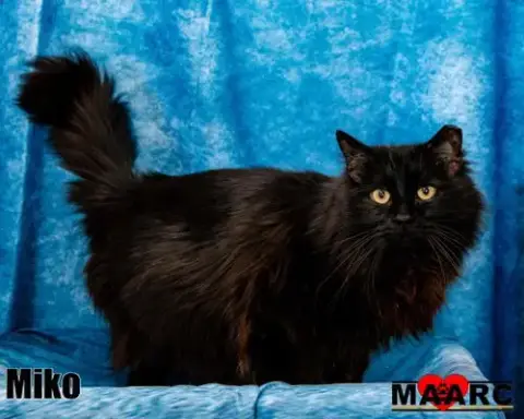 Miko photo 2