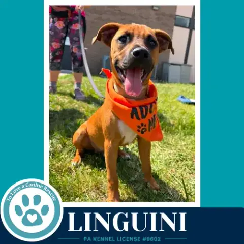Linguini