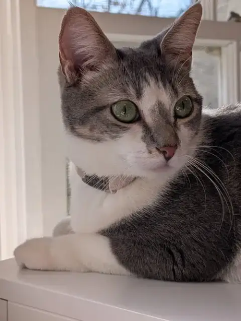Paloma