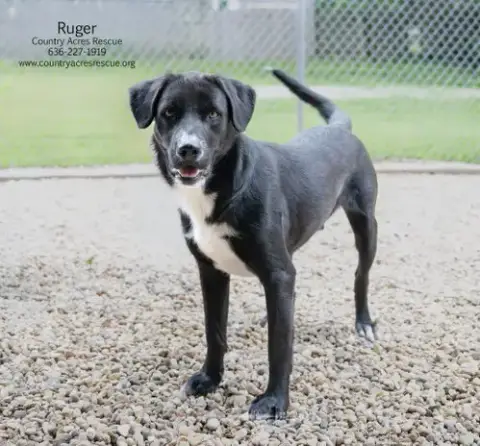 Ruger photo 2
