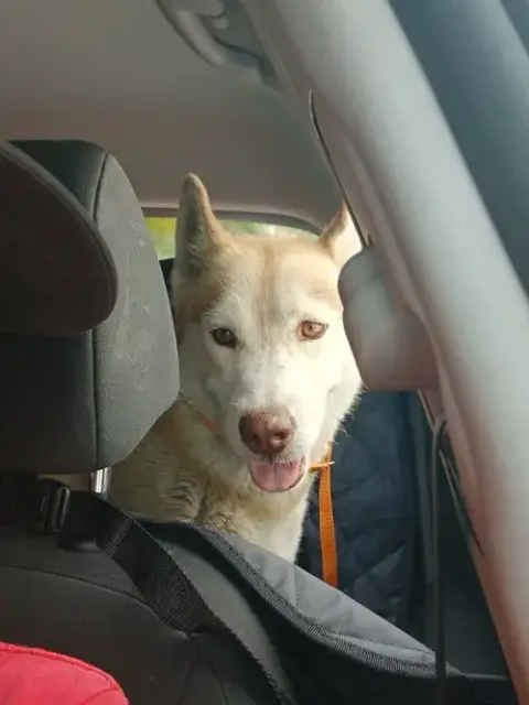 Courtesy Post: Mochi