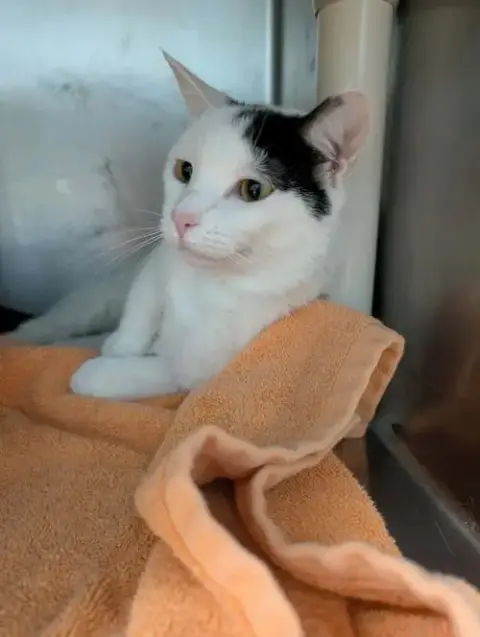 Aine: Visit At Petsmart Lynchburg