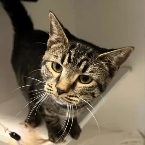 Nikita
