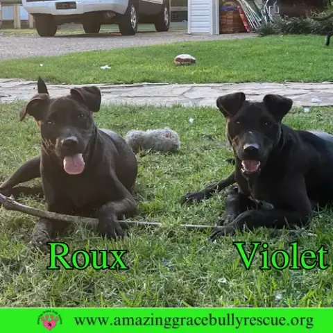 Roux 2 photo 3