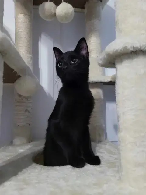 Salem